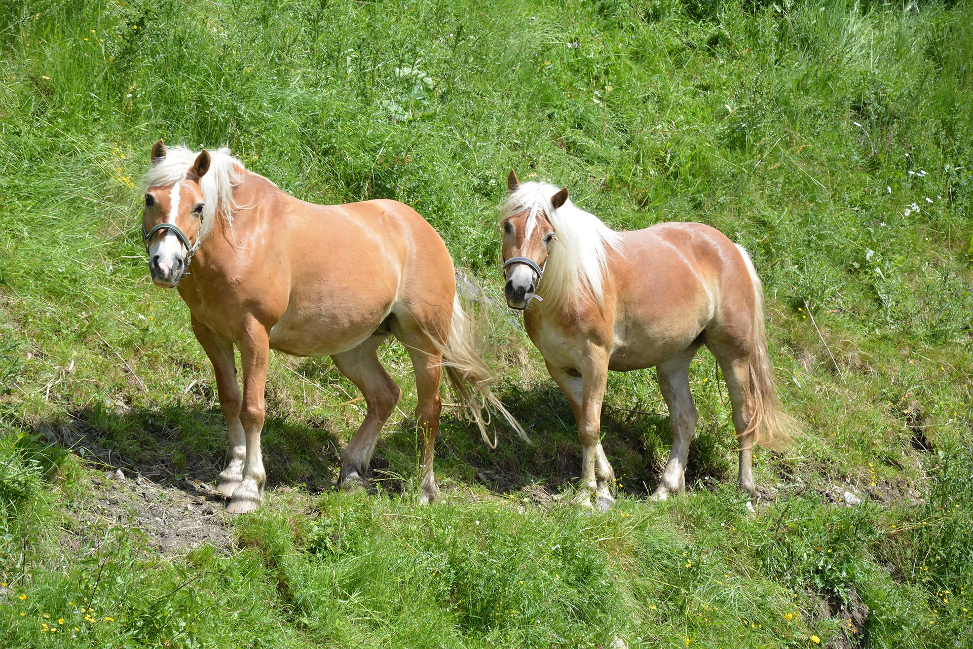 Pferde auf der Weide am Kindlerhof